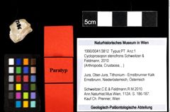 Foto (Objekt + Etiketten) von Cycloprosopon stenofrons (Schweitzer & Feldmann, 2010) 